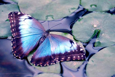 Illustration du poème